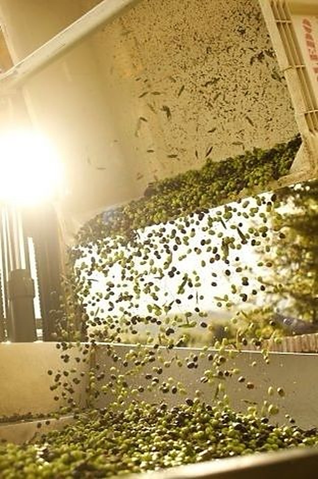 Olives tombant sur la chaîne de lavage et de tri, moulin Aït Elhaihi